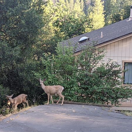 Yosemite Haven @ Pine Mountain Lake. Dog Friendly! グローヴランド エクステリア 写真