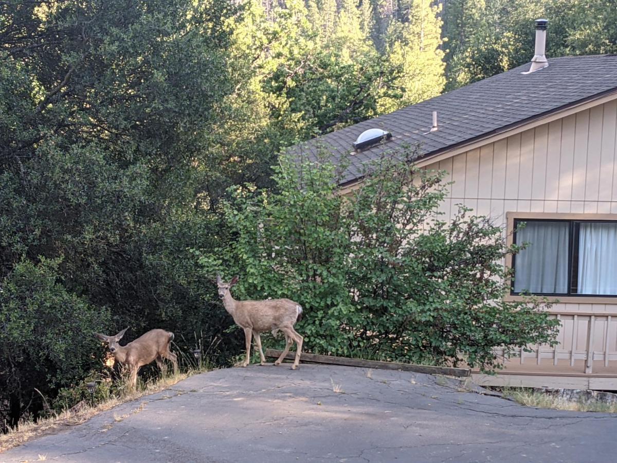 Yosemite Haven @ Pine Mountain Lake. Dog Friendly! グローヴランド エクステリア 写真