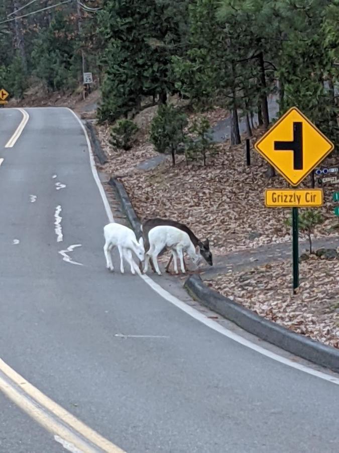 Yosemite Haven @ Pine Mountain Lake. Dog Friendly! グローヴランド エクステリア 写真